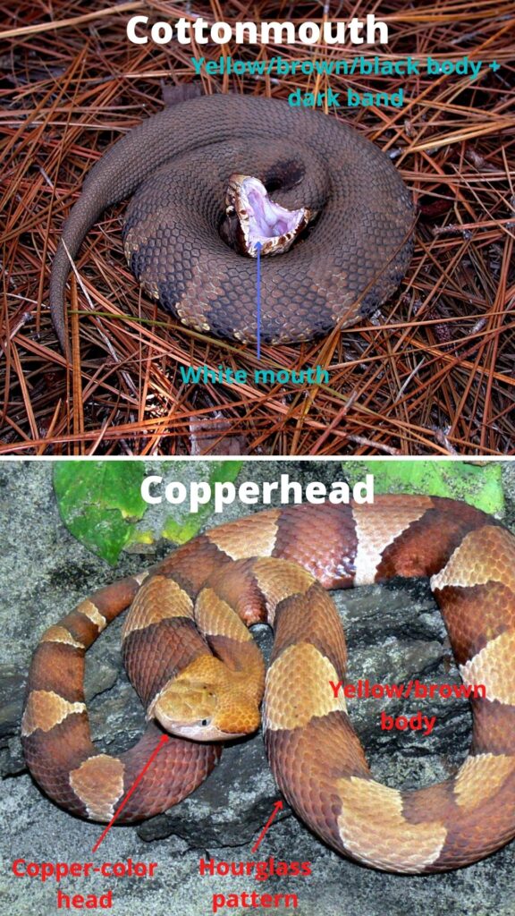 Copperhead vs cottonmouth