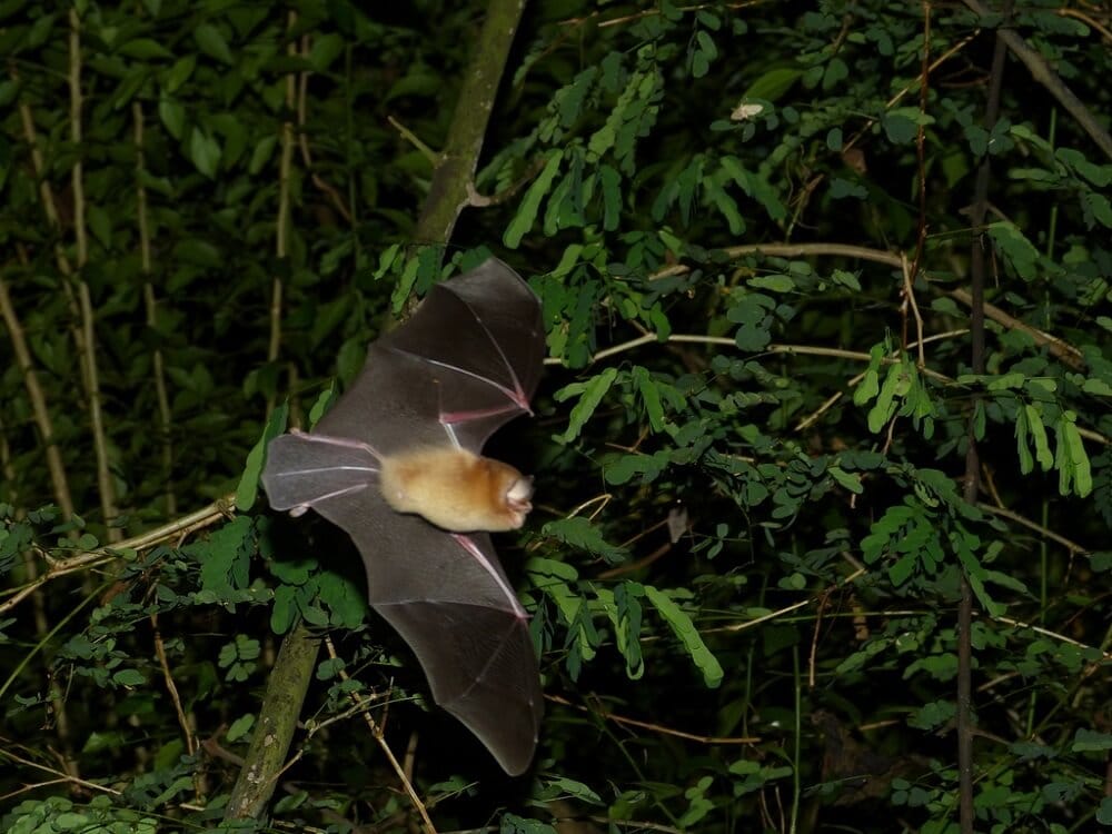 Funnel-eared Bats