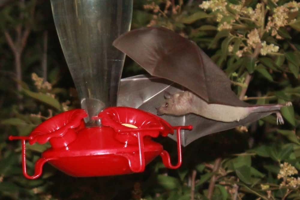 Bats in California Types, Distribution Map, And Facts