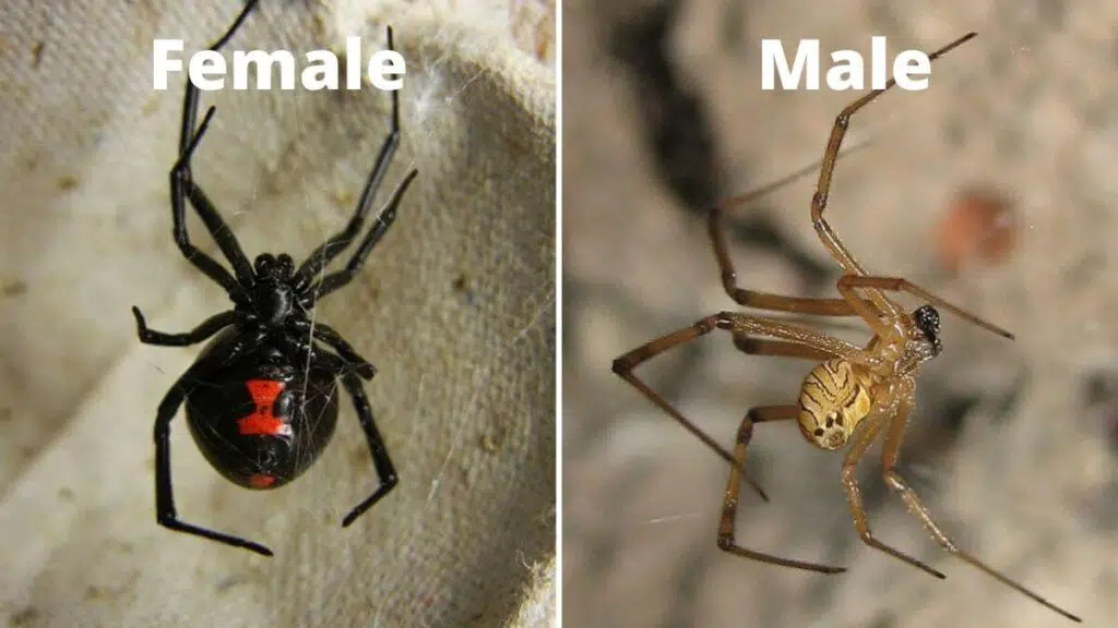 Male black widow vs female
