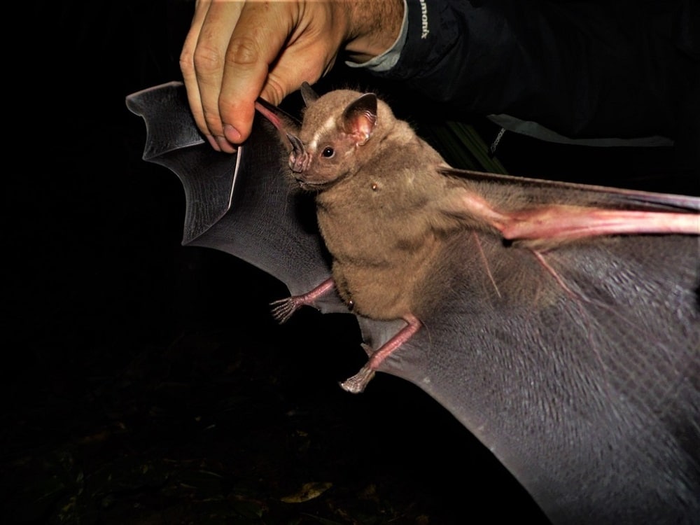 New World Leaf-Nosed Bat