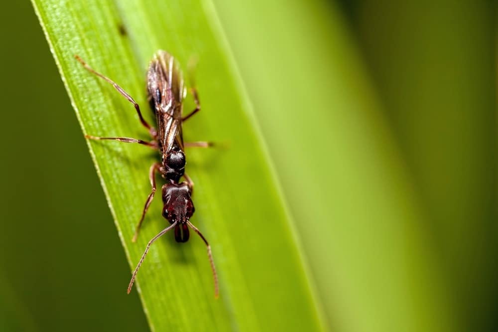 18 Common Ants in Florida (Pictures and Identification)