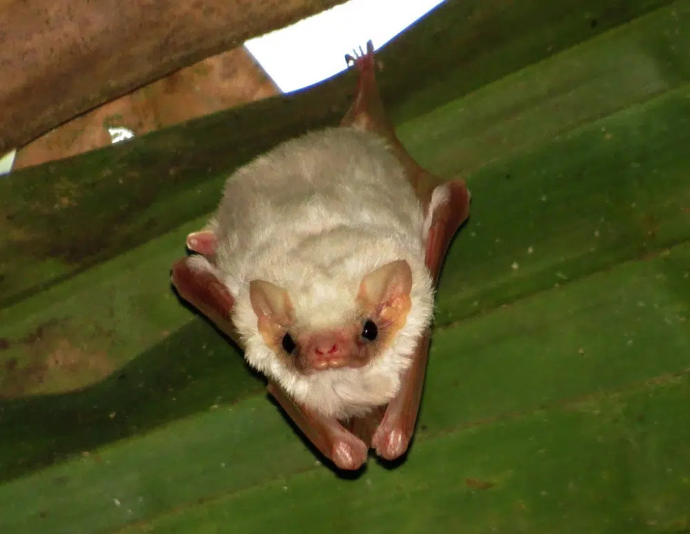 Sheath-tailed Bat