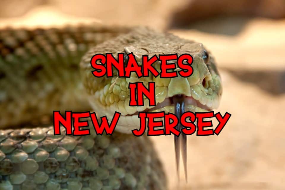 Snakes in New Jersey