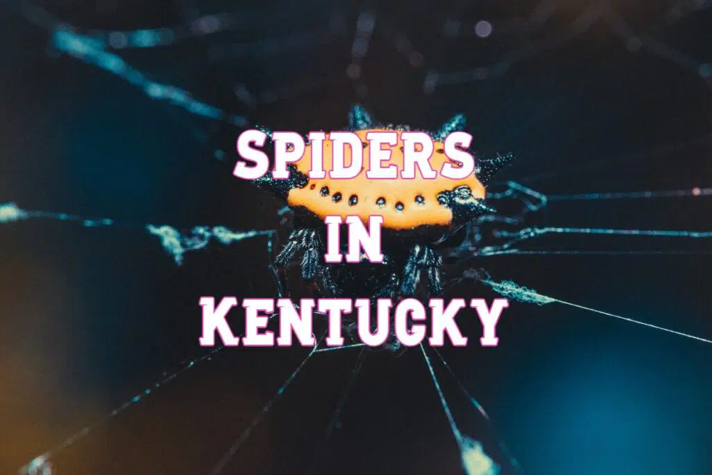 Spiders in Kentucky