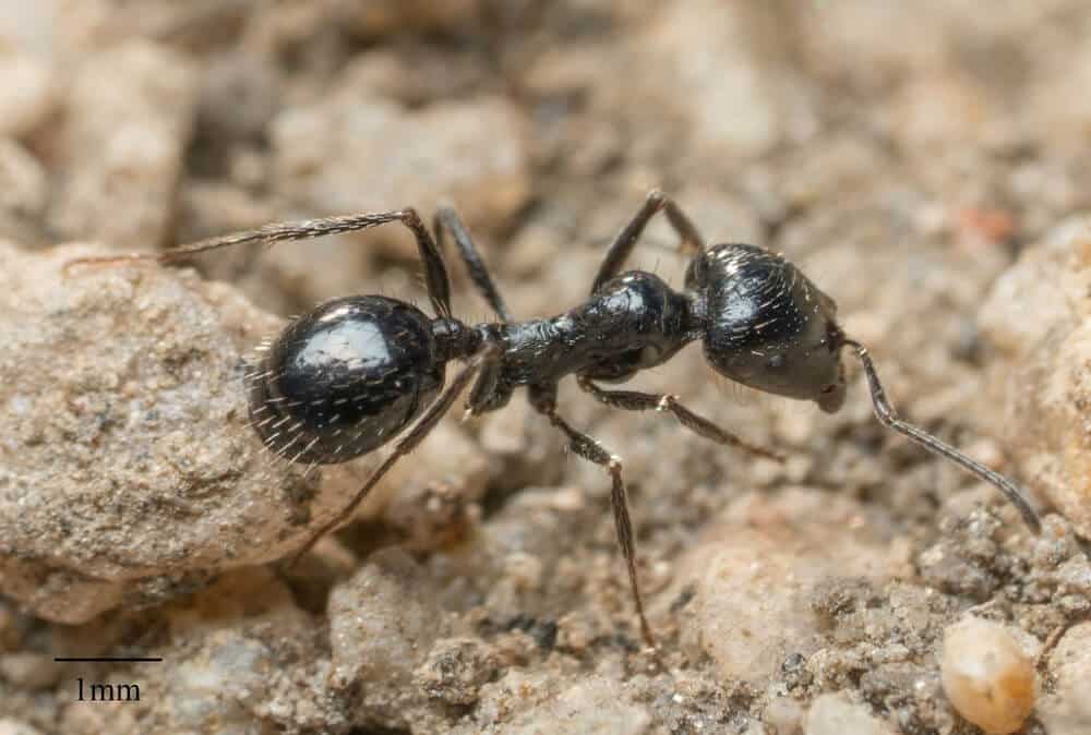 common-black-ant