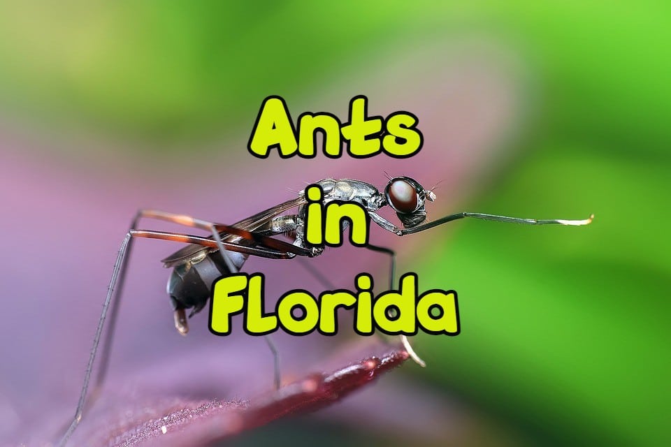 ants in florida