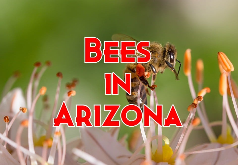 24 Common Bees In Arizona Pictures And Identification