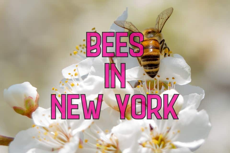 25 Common Bees in New York (with Pictures)