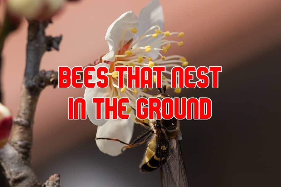 bees that nest in the ground
