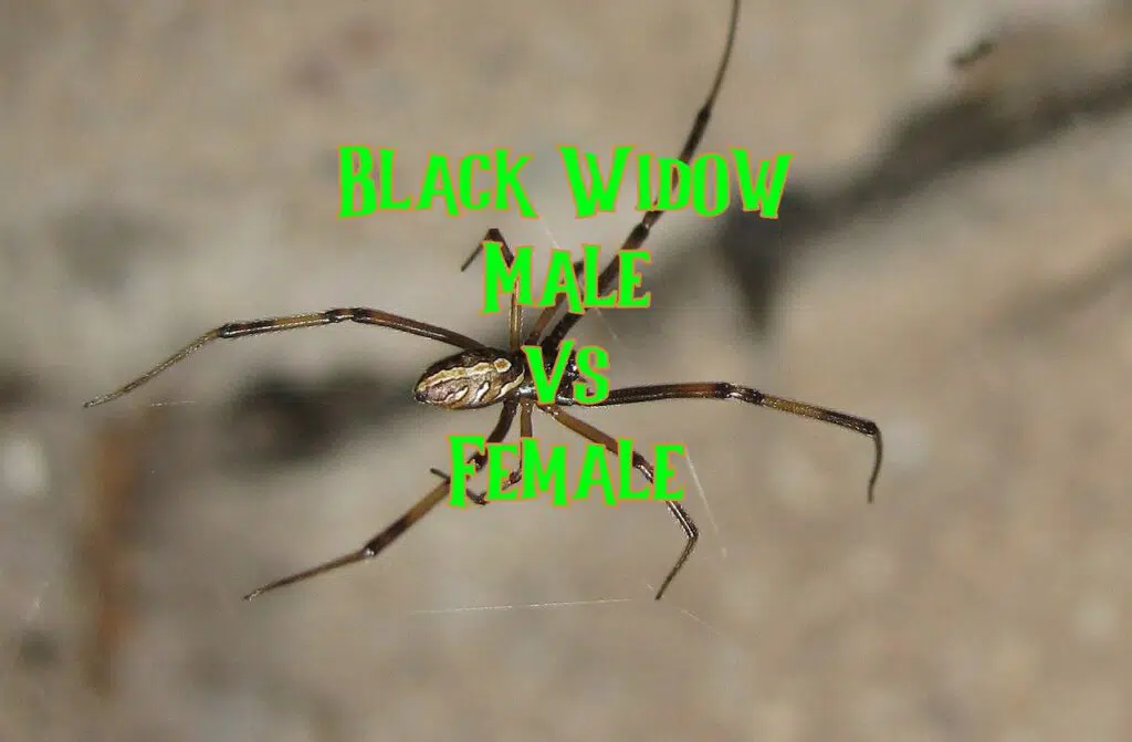 black widow male vs female