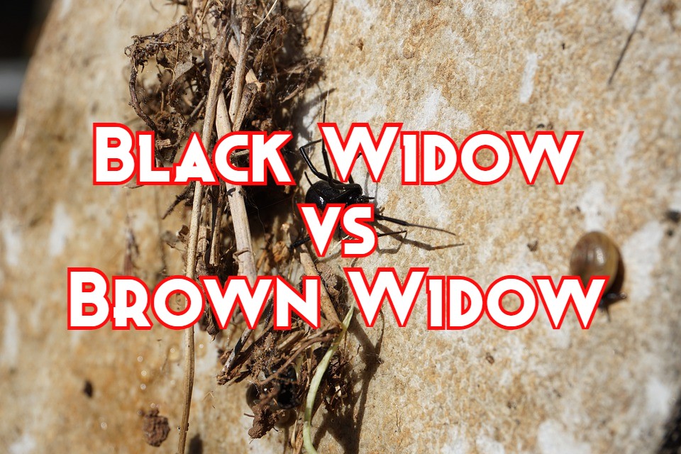 black widow vs brown widow