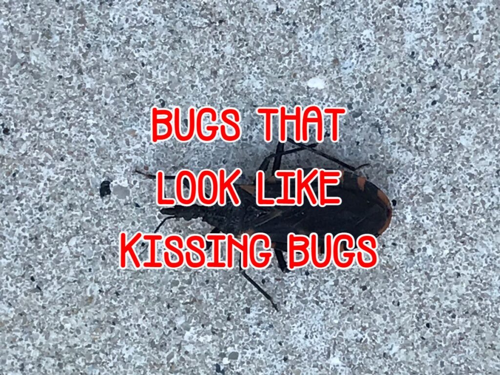 bugs that look like kissing bugs