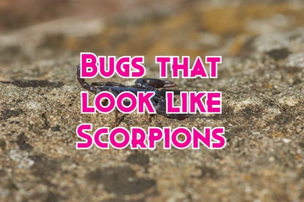 bugs that look like scorpions
