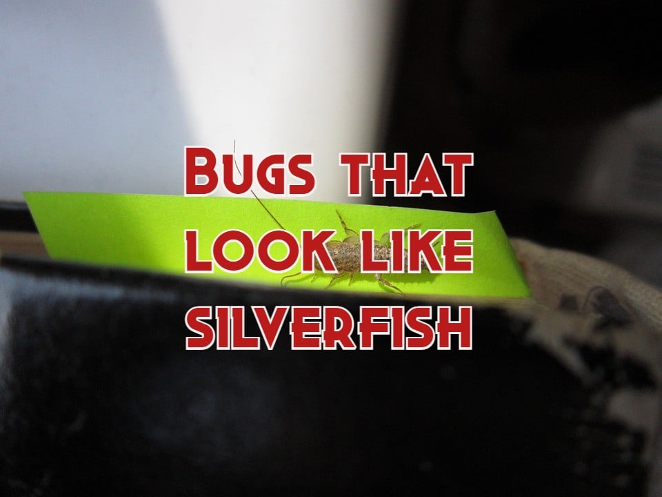bugs that look like silverfish