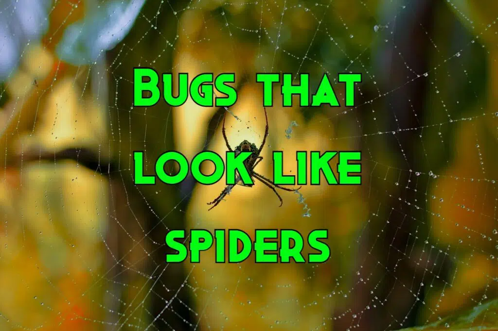 bugs that look like spiders