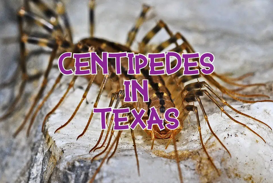 centipedes in Texas