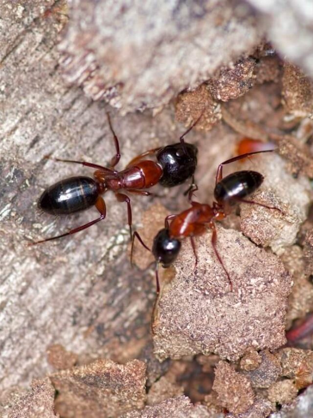 24 Common Ant Species of Texas - ThePetEnthusiast