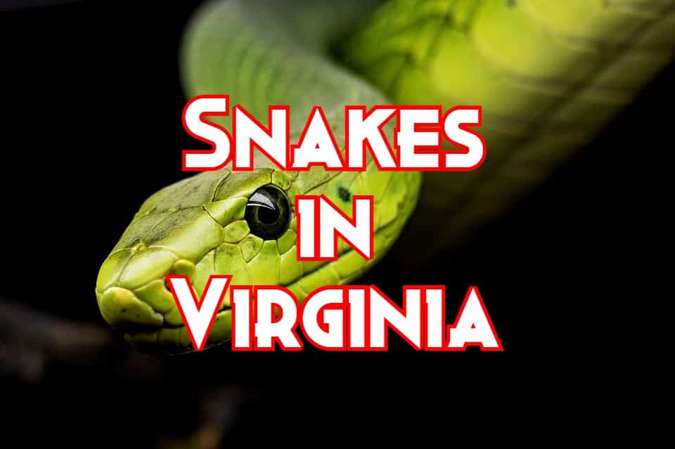 snakes in virginia