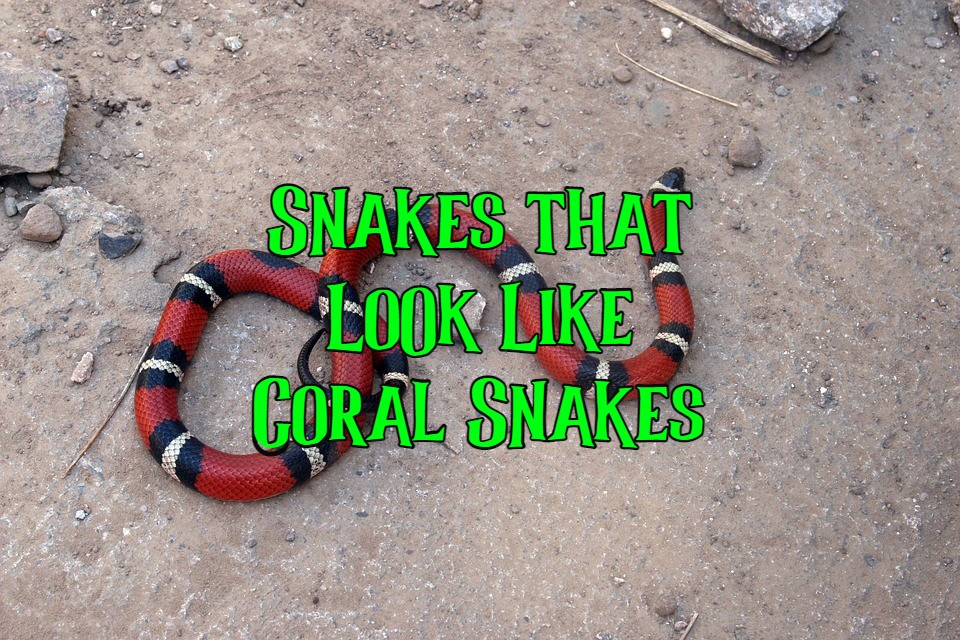 snakes that look like coral snakes