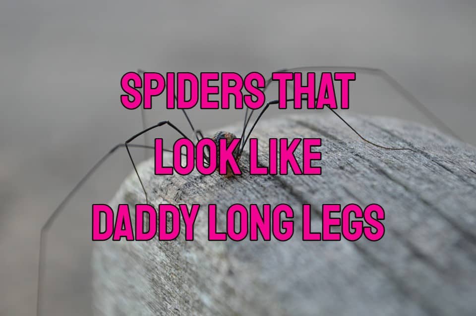 spiders that look like daddy long legs