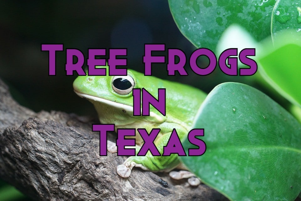 tree frogs in texas