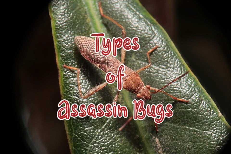 Types of Assassin Bugs