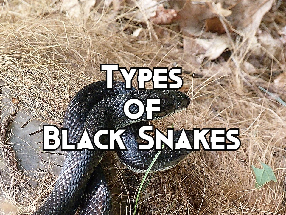 types of black snakes