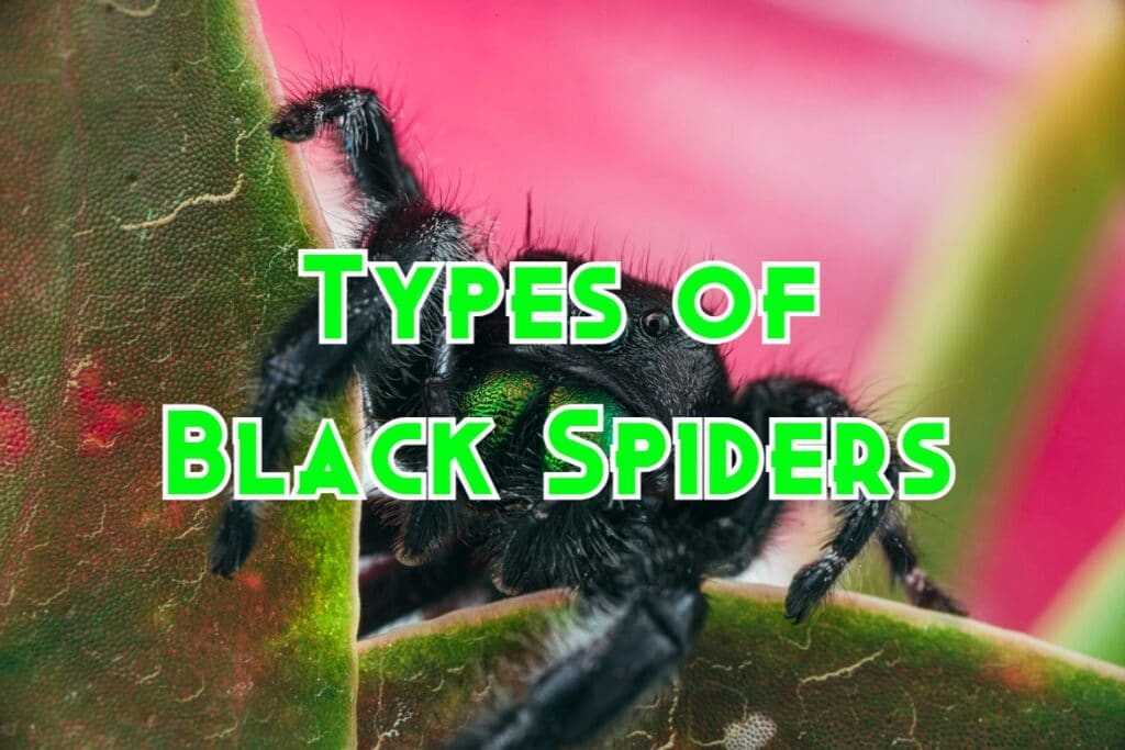 Types Of Black Spiders 1024x683 