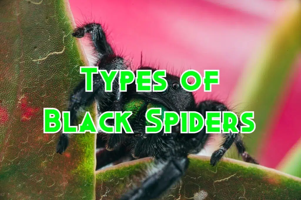 types of black spiders