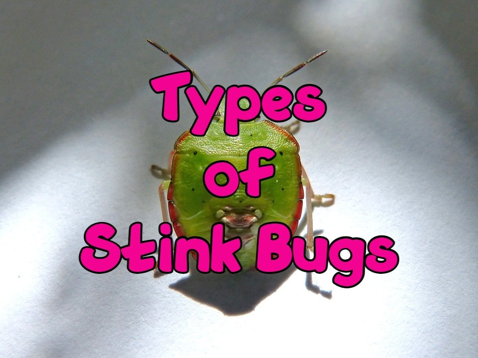 30-types-of-stink-bugs-identification-guide-and-pictures