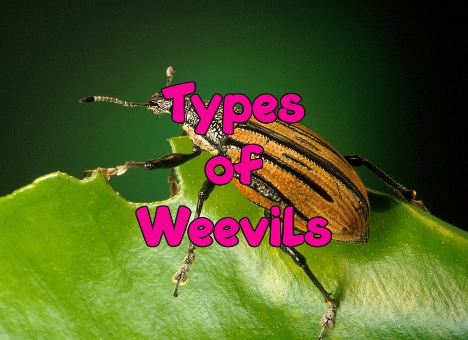 types of weevils