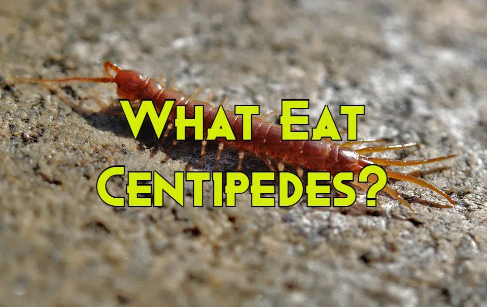 what eats centipedes