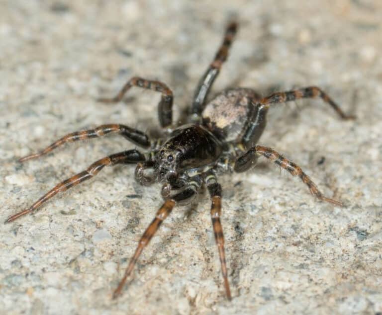 Wolf Spiders in California: Types, Pictures, Identification, and More