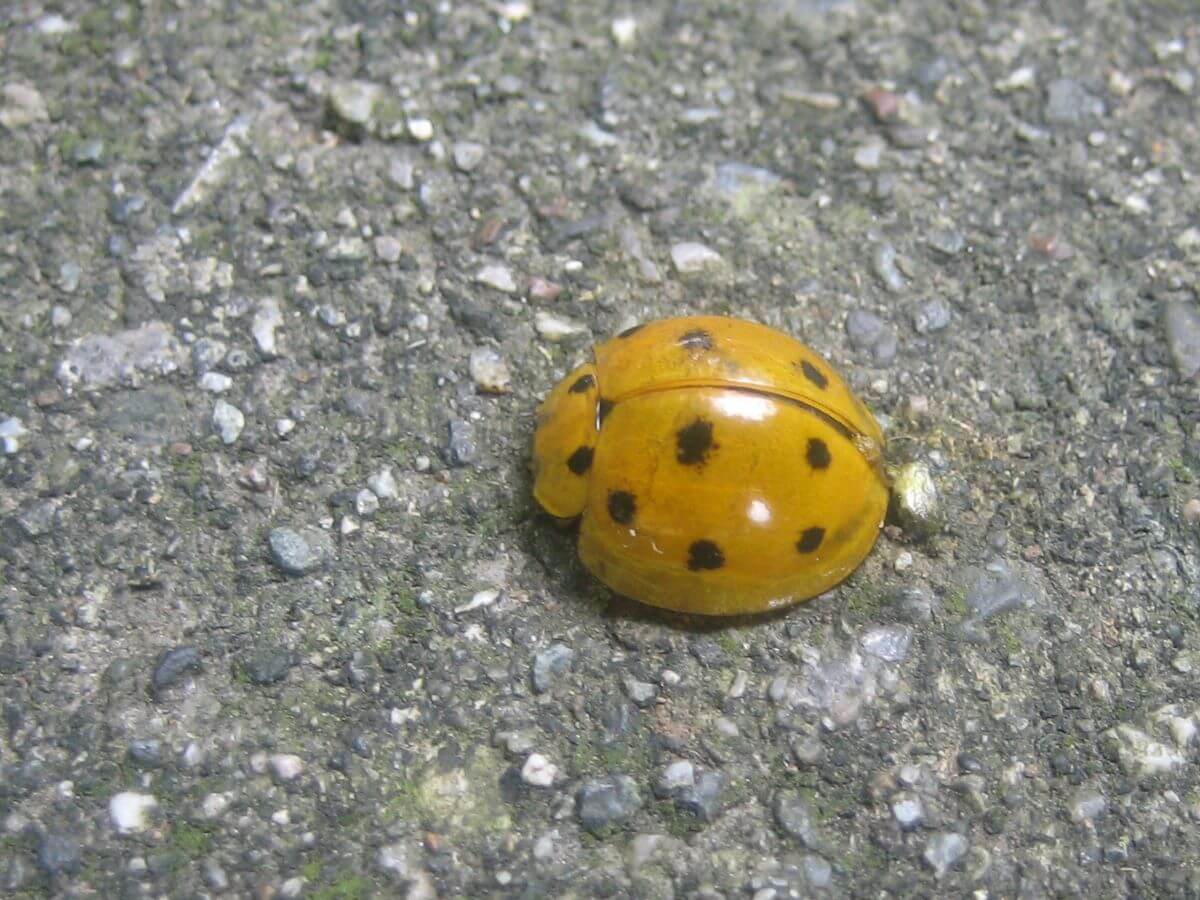 Yellow Ladybugs Types, Spiritual Meaning, Bite, and More