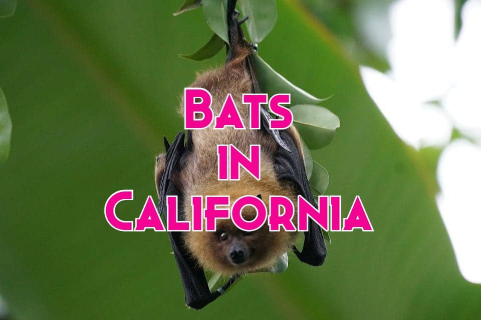 bats in California