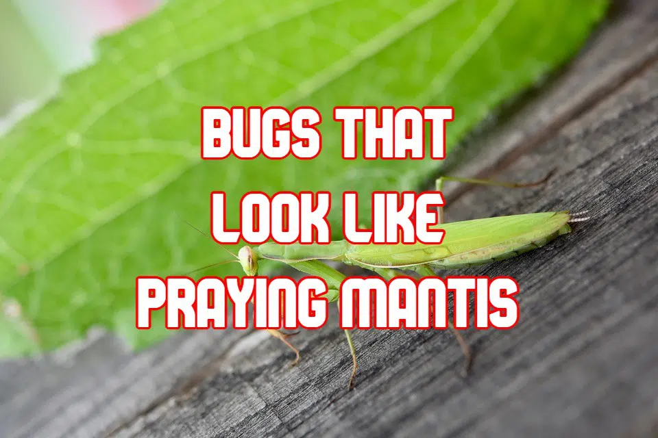 bugs that look like praying mantis