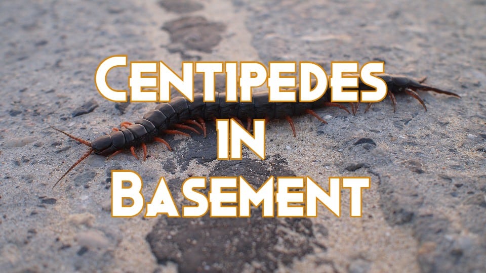 centipedes in basement