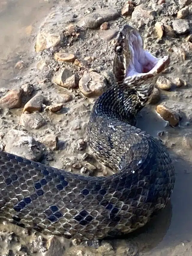 45 Common Texas Snakes