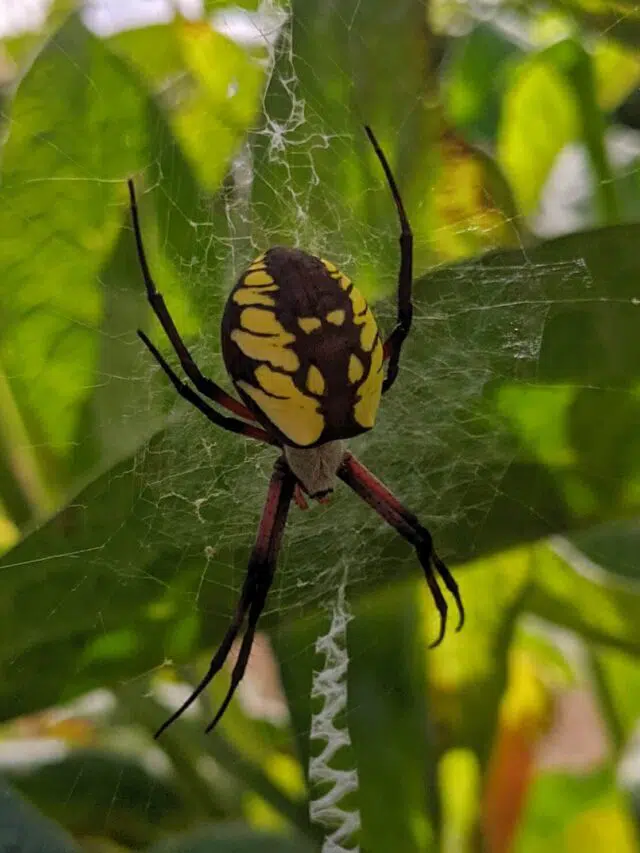 60 Common Texas Spider (Pictures + Identification)
