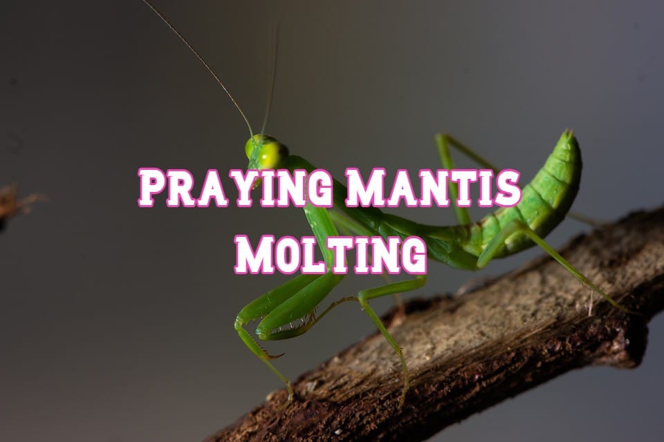 praying mantis molting