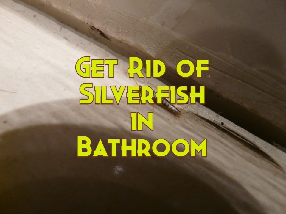 silverfish in bathroom