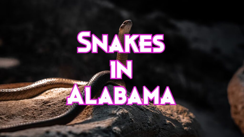snakes in Alabama