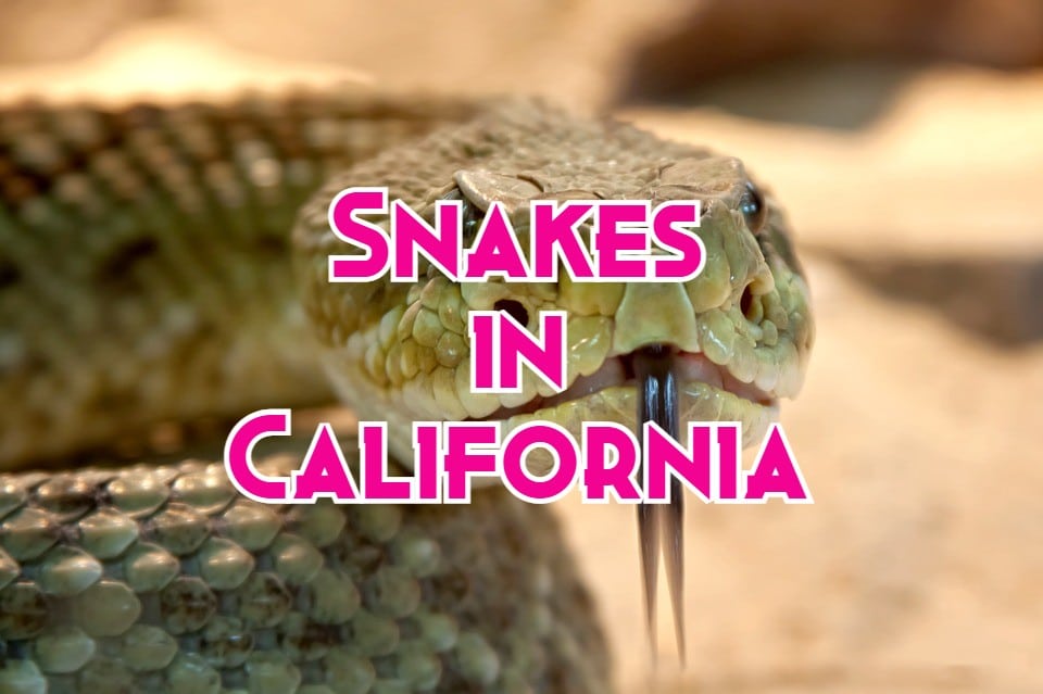 46-snakes-in-california-pictures-and-identification