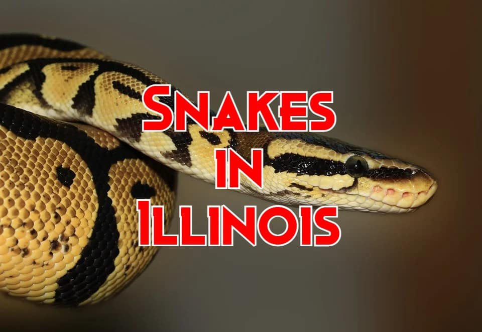 snakes in Illinois