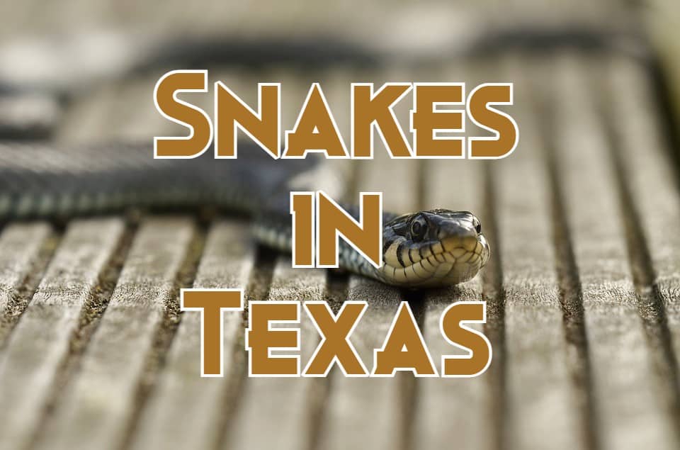 snakes in texas