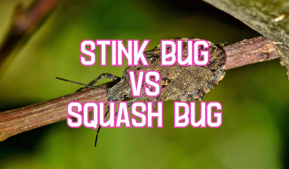 stink bug vs squash bug