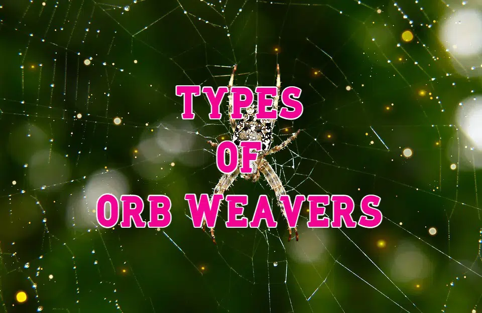 types of orb weavers