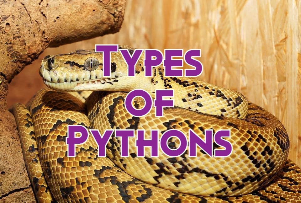 types of pythons