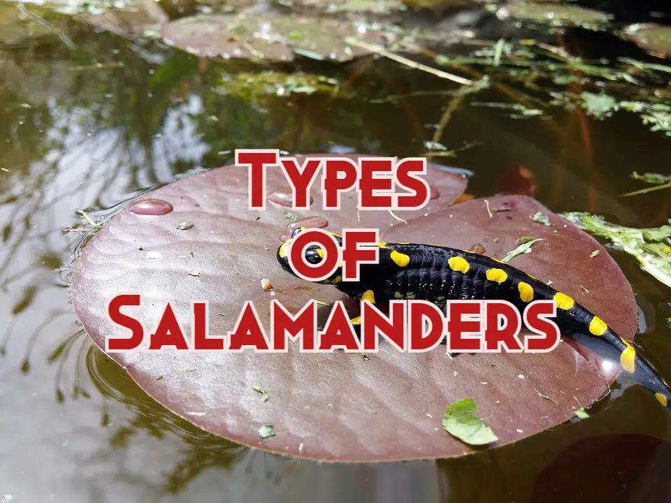 types of salamanders